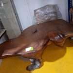 WhatsApp Image 2024-03-25 at 4.19.14 PM (1)